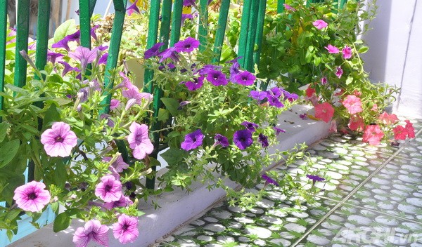 ban%20cong%20ruc%20ro%204 Thiết kế những chậu hoa và bồn hoa trồng dã yến thảo cho ban công rực rỡ