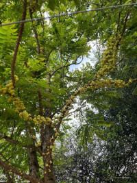 Cần bán đất vườn / thổ cư 1 phần phù hợp đầu tư và nhà ở