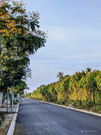 bán đất liên kế đường Quang Trung, chỉ 1 tỷ/lô có đất đẹp để dành cho con cháu