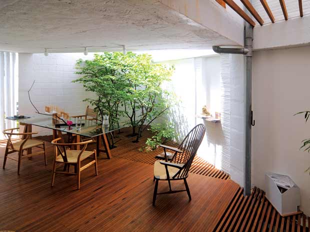 Lung linh tán cây trong nhà