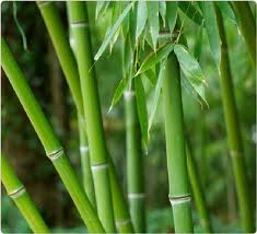 Một chút phong thủy cho cuộc sống nhẹ nhàng 