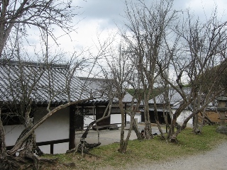 Cây khô trong Phong Thủy