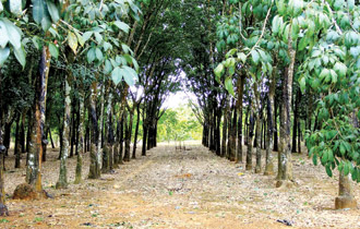 Khi doanh nghiệp bất động sản đa canh