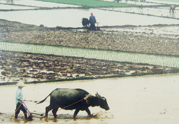“Không sửa Luật Đất đai sẽ gây xung đột xã hội”