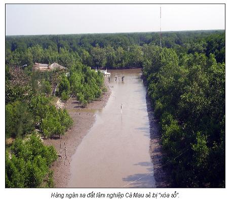 Đốn hạ Vườn quốc gia U Minh Hạ?