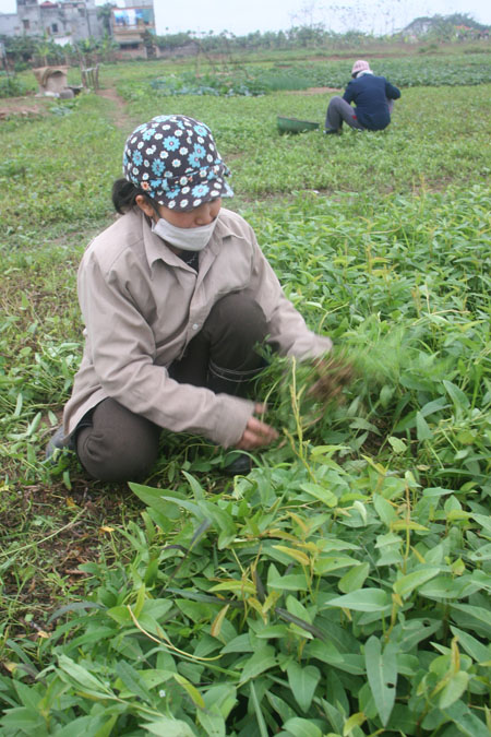 Bồi thường, hỗ trợ, tái định cư: Không để nông dân quá thiệt thòi