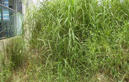 Nhiều chiêu lừa trên thị trường nhà đất