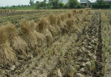 Làm đúng quy định tách thửa, khó quá!- Bài 3: Gỡ kiểu nào cũng tắc!