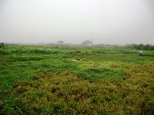 Hà Nội: Đất bỏ hoang vì các dự án đô thị