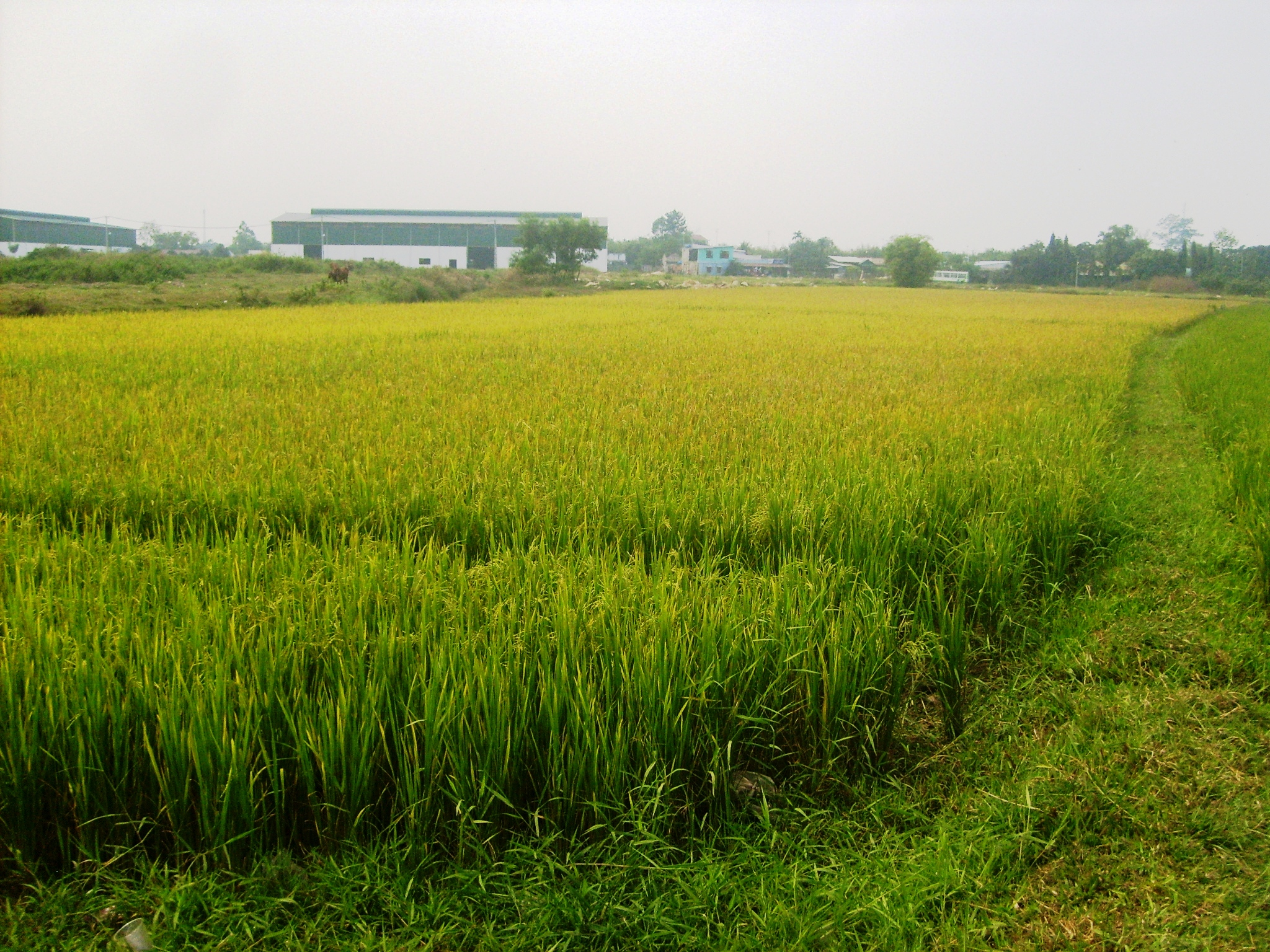 Hiểm họa khi nông dân thành “tỉ phú“ nhờ đất đai