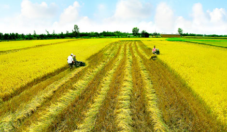 Doanh nghiệp nào được giảm tiền thuê đất? 