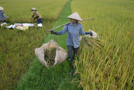 Quốc hội thông qua Kế hoạch sử dụng đất 5 năm (2011-2015): Giữ vững 3,812 triệu ha đất lúa