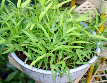 Biến hóa độc đáo với vườn rau trong nhà