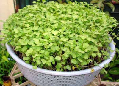 Biến hóa độc đáo với vườn rau trong nhà