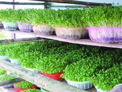 Biến hóa độc đáo với vườn rau trong nhà