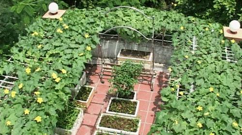 Biến hóa độc đáo với vườn rau trong nhà
