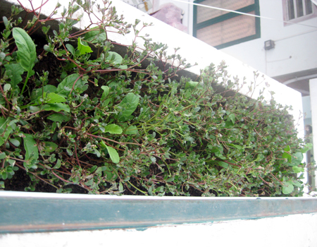 Biến hóa độc đáo với vườn rau trong nhà
