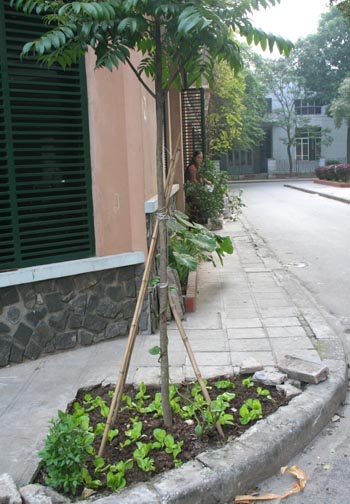 Biến hóa độc đáo với vườn rau trong nhà