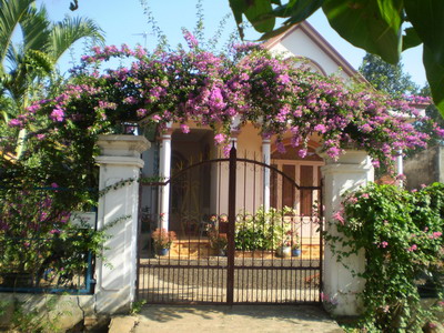 Hoa leo – điểm nhấn rực rỡ cho ngôi nhà của bạn