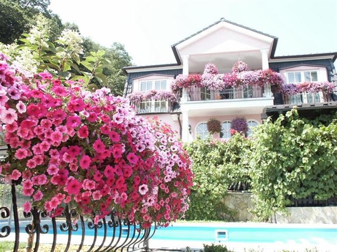 Hoa leo – điểm nhấn rực rỡ cho ngôi nhà của bạn
