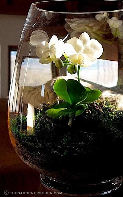 Sử dụng lọ thủy tinh trồng cây