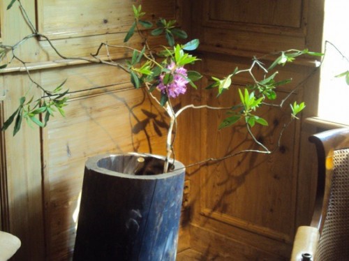 Những sáng tạo độc đáo từ thân cây