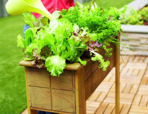 Vườn rau cho nhà phố