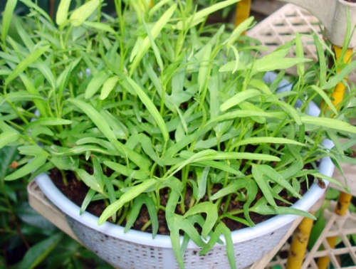 Vườn rau cho nhà phố