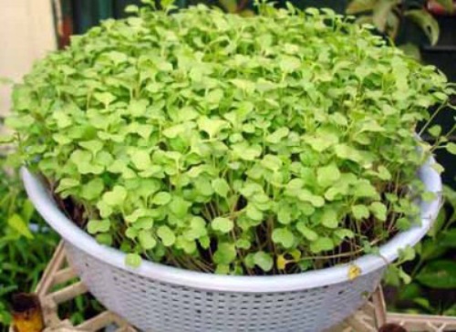 Vườn rau cho nhà phố