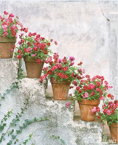 Không gian ngoài trời đẹp lạ với những chậu cây