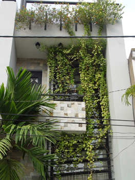 Chống nắng hè bằng ... dây leo