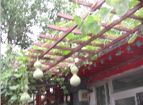 Chống nắng hè bằng ... dây leo