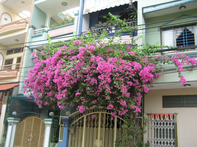 Chống nắng hè bằng ... dây leo