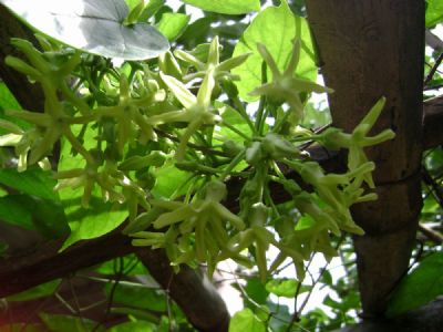Chống nắng hè bằng ... dây leo