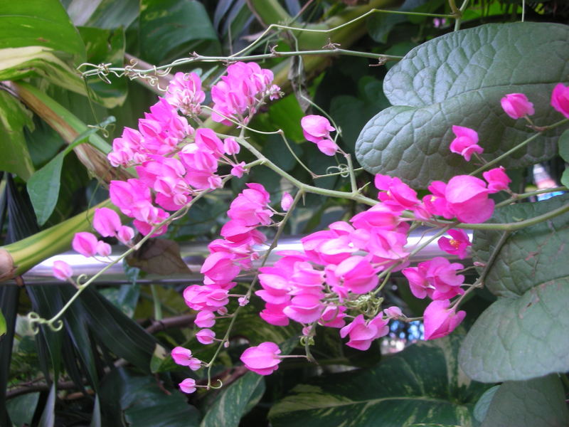Chống nắng hè bằng ... dây leo