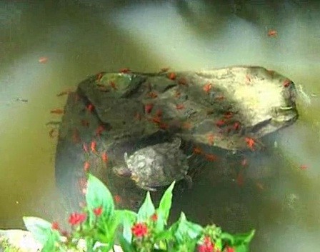 Nghé thăm nhà Bống - Hồng Nhung