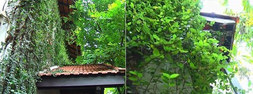 Nghé thăm nhà Bống - Hồng Nhung