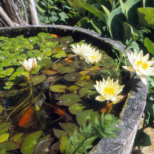 Mang nước về vườn, mang lộc vào nhà