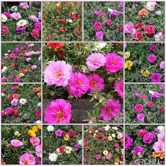 Góc nhà rực rỡ với hoa mười giờ