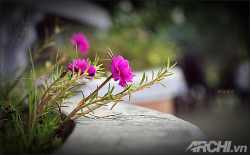 Góc nhà rực rỡ với hoa mười giờ
