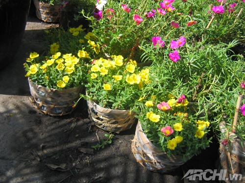Góc nhà rực rỡ với hoa mười giờ