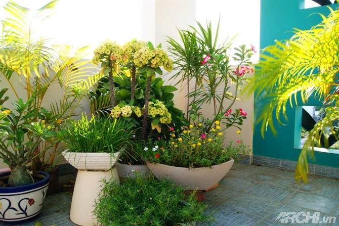 Góc nhà rực rỡ với hoa mười giờ