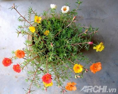 Góc nhà rực rỡ với hoa mười giờ