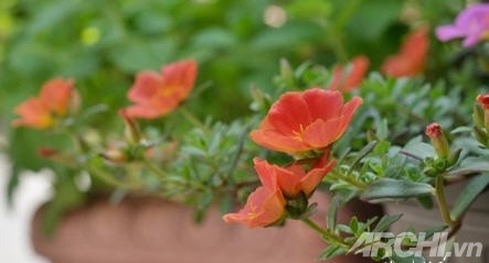 Góc nhà rực rỡ với hoa mười giờ
