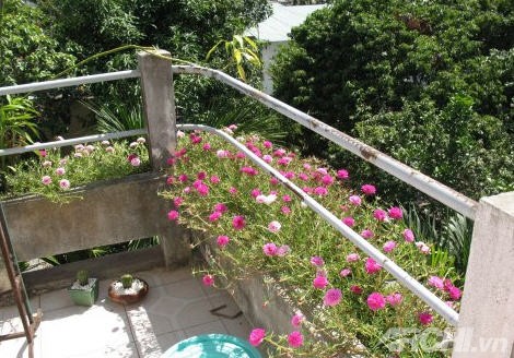 Góc nhà rực rỡ với hoa mười giờ