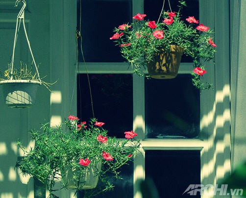 Góc nhà rực rỡ với hoa mười giờ