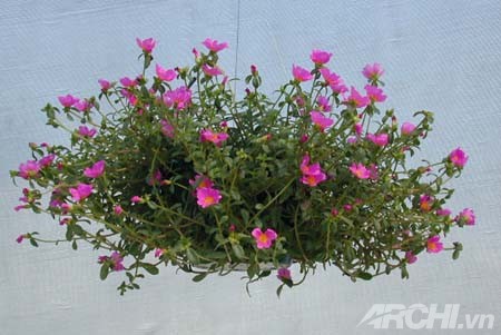 Góc nhà rực rỡ với hoa mười giờ