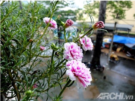 Góc nhà rực rỡ với hoa mười giờ