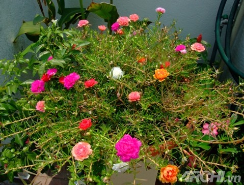 Góc nhà rực rỡ với hoa mười giờ