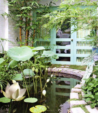 Trồng sen trong vườn nhà